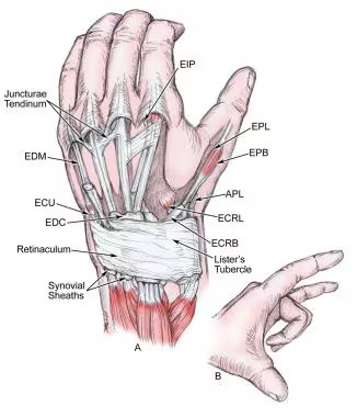 Tendon and Ligament Repair